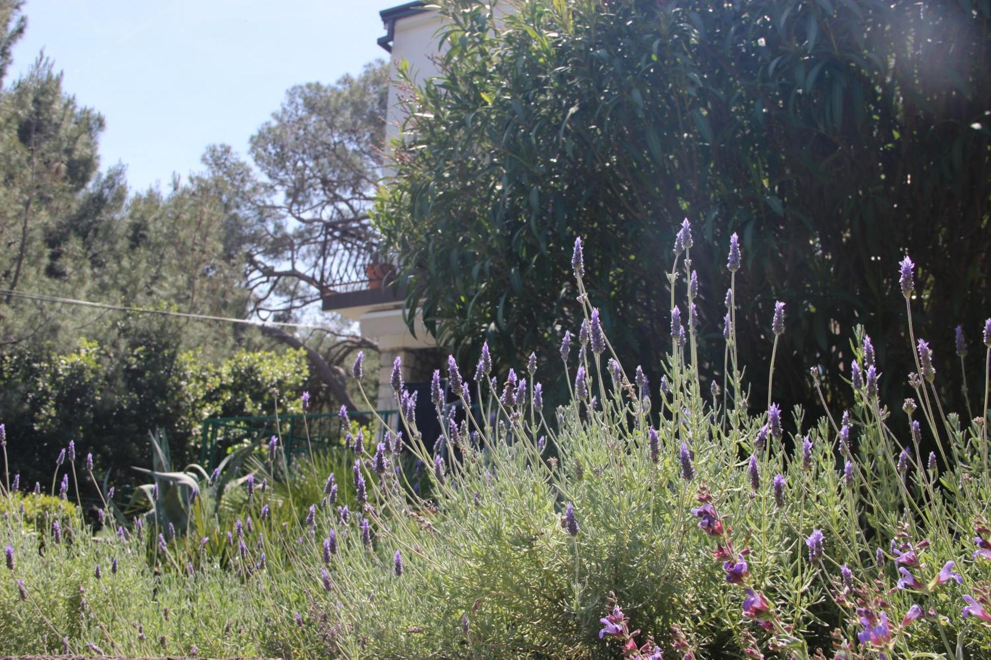 Cappelli Apartments - Losinj Mali Lošinj Dış mekan fotoğraf